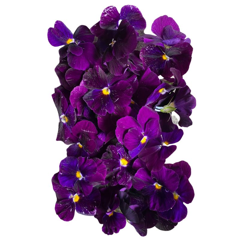 Edible Flowers - Foodcraft Online Store