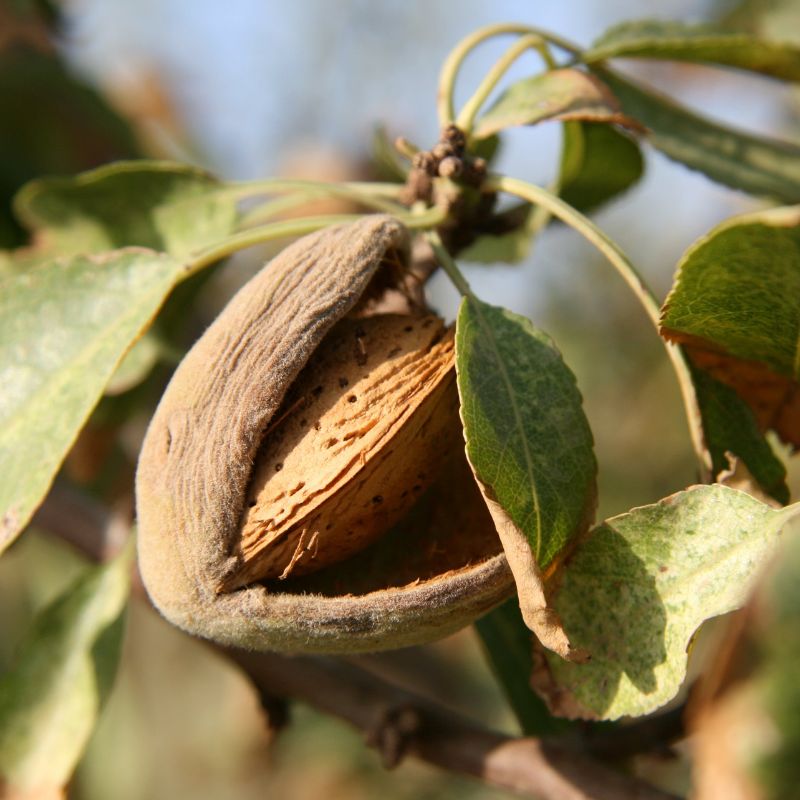 Greek Raw Large Sprouted Almonds (approx. 3cm) - 454g - FoodCraft Online Store 