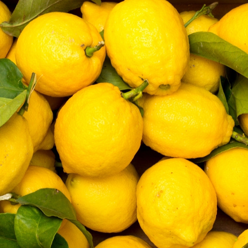 Lemons used to make Organic_Salted_Lemon_pickled_lemon