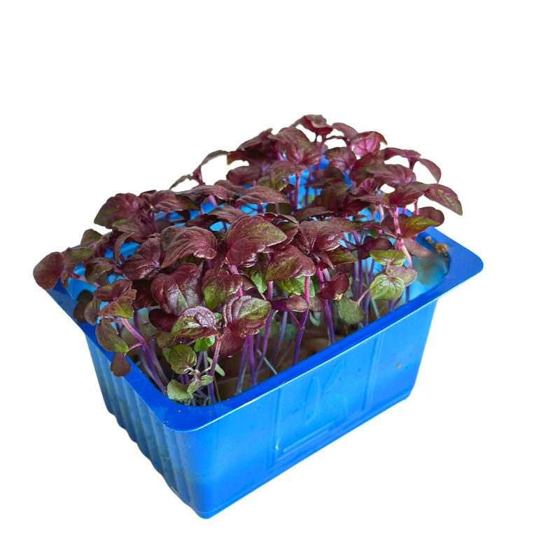 Purple Shiso (Perilla) Microgreens - Foodcraft Online Store